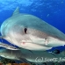 shark_tiger_ft_lbb_h_3769_bah4441.jpg
